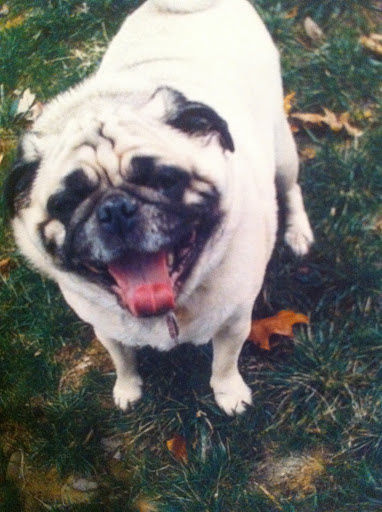 Pet Boarding Service «About Pets Center», reviews and photos, 1604 Conehurst Blvd, Salem, VA 24153, USA