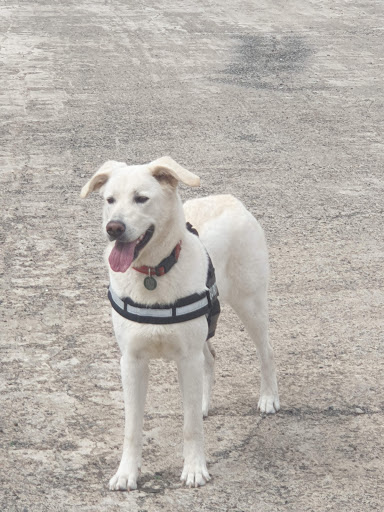Clínica Veterinaria El Guirre en Telde
