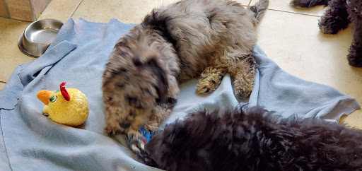 Pet Supply Store «Lil Rascals», reviews and photos, 10035 Gulf Center Dr #105, Fort Myers, FL 33913, USA