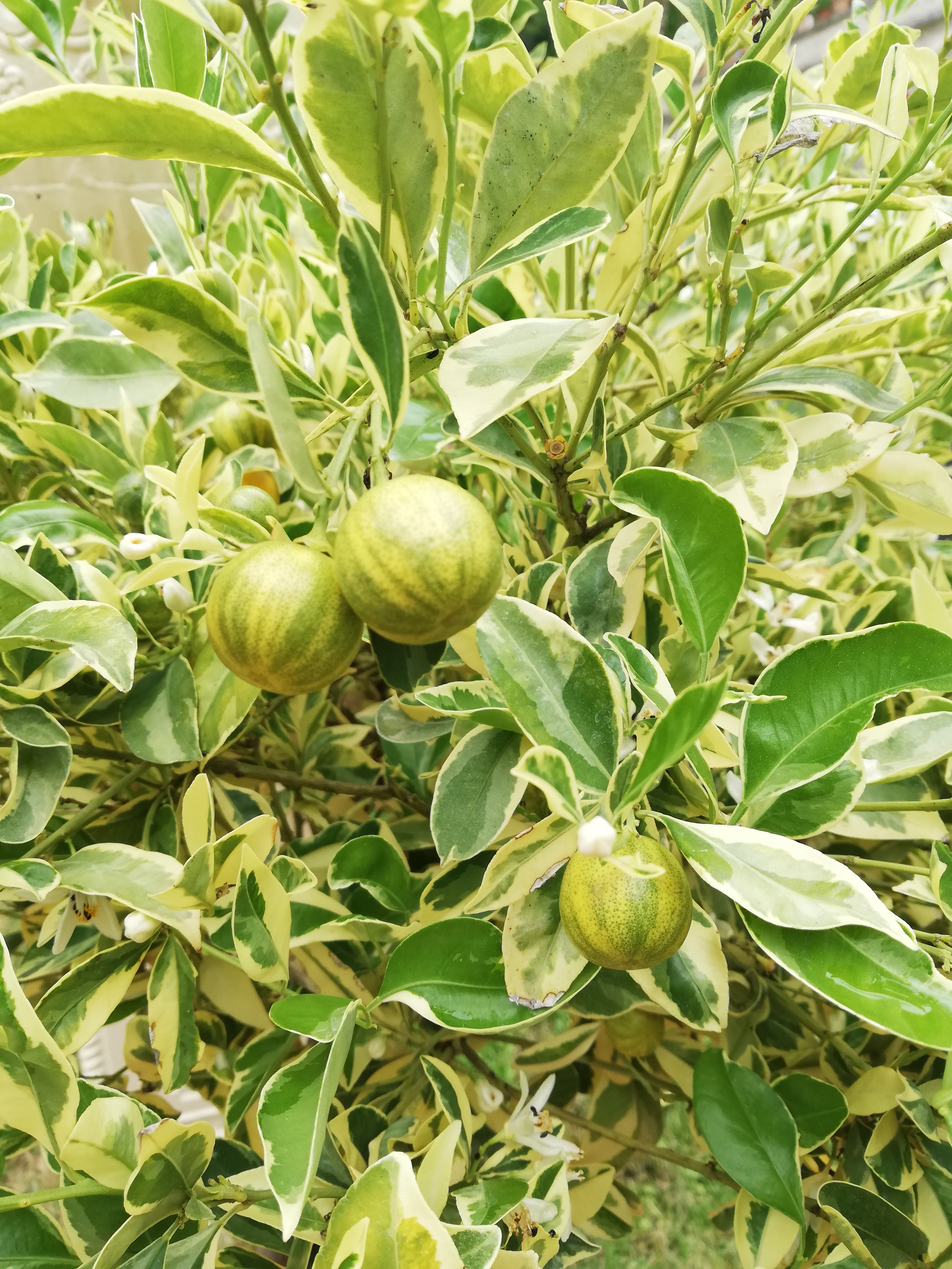 Photo n° 21 de l'avis de Elena.r fait le 13/06/2020 à 12:01