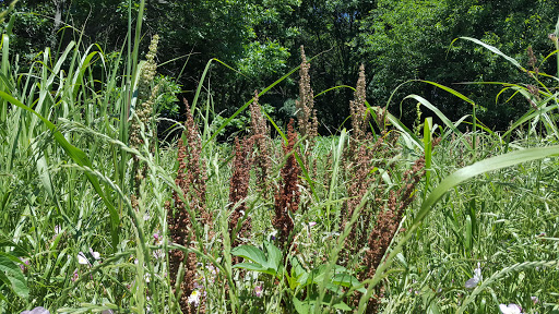 Park «Hoblitzelle Park», reviews and photos, 7500 Red River Dr, Plano, TX 75025, USA