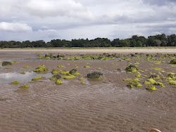 Foto van Seton Sands Beach wilde omgeving