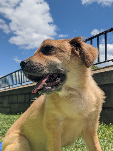 Park «Carl Schurz Park», reviews and photos, East 86th Street & East End Ave, New York, NY 10028, USA