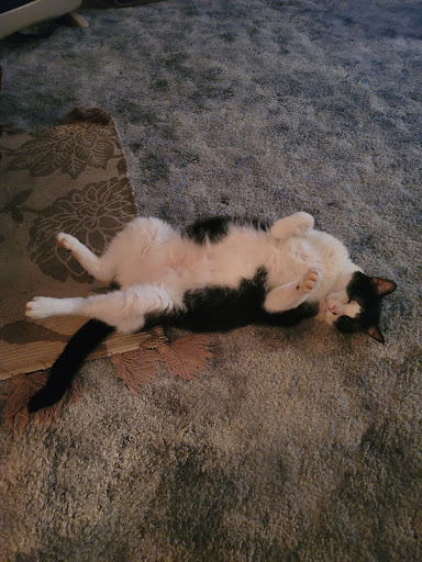 Ozark Animal Hospital image