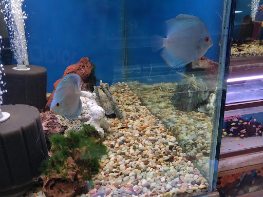 Tropical Fish Store «Keller Farms», reviews and photos, 3405 Denton Hwy, Haltom City, TX 76117, USA