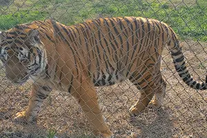 Carolina Tiger Rescue image