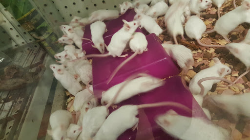 Pet Supply Store «Broad Mountain Pet Supply», reviews and photos, 151 E Laurel St, Frackville, PA 17931, USA