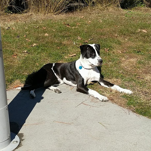 Animal Protection Organization «Charleston Animal Society», reviews and photos