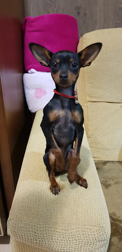 Martín Marín Veterinario en Cedeira