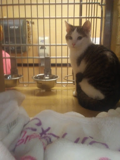 Pet Supply Store «PetSmart», reviews and photos, 828 Arnold Commons Dr, Arnold, MO 63010, USA