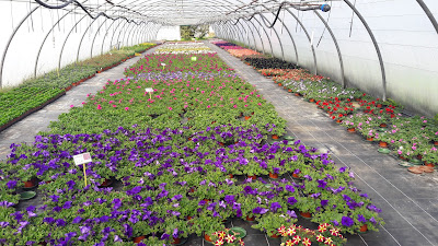 Délez Fleurs à Uzemain