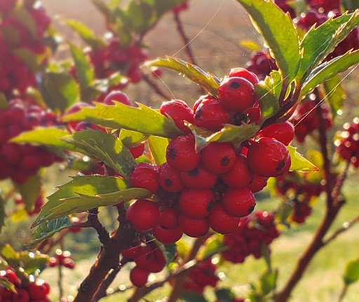 Winery «Zenith Vineyard», reviews and photos, 5657 Zena Rd NW, Salem, OR 97304, USA