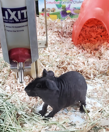 Pet Supply Store «Pet Supermarket, Inc.», reviews and photos, 1052 Peachtree Industrial Blvd, Suwanee, GA 30024, USA