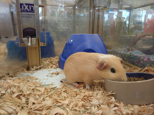 Pet Supply Store «Pet Supermarket», reviews and photos, 2585 N Atlantic Ave, Daytona Beach, FL 32118, USA