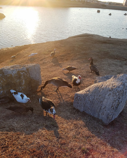 Picnic Ground «Gateway Island», reviews and photos, 1875 W College St, Murfreesboro, TN 37129, USA