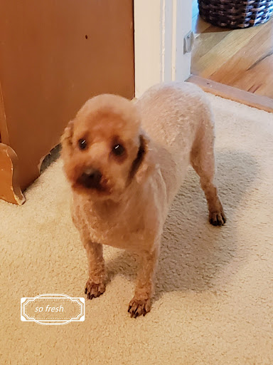 Pet Supply Store «PetSmart», reviews and photos, 14137 Rivergate Pkwy, Charlotte, NC 28273, USA