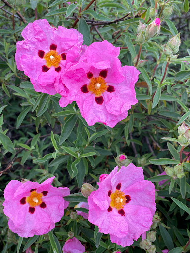 Park «Cooper Mountain Nature Park», reviews and photos, 18892 SW Kemmer Rd, Beaverton, OR 97007, USA