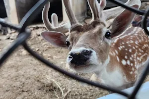 Animal Encounter - Wildlife conservation center image