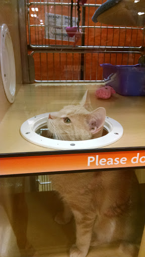 Pet Supply Store «PetSmart», reviews and photos, 9905 E Independence Blvd, Matthews, NC 28105, USA