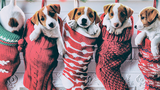 Pet Groomer «Precious Paws Pet Grooming», reviews and photos, 1807 Franklin St, Michigan City, IN 46360, USA