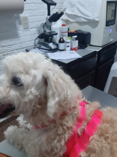 Peluquerias caninas en San Salvador