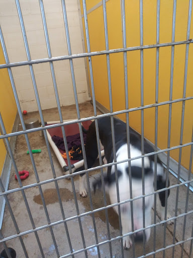 Animal Shelter «HELP the Animals, Inc», reviews and photos, 2101 W Main St, Richmond, IN 47374, USA