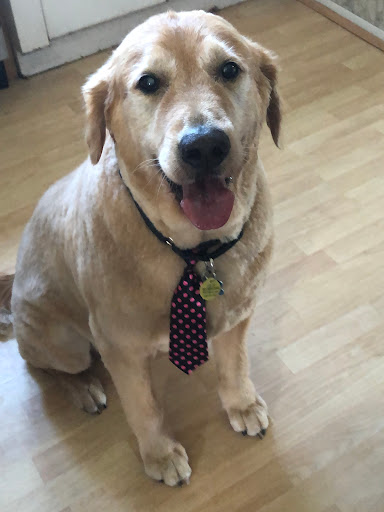 Pet Supply Store «PetSmart», reviews and photos, 2101 NJ-35, Holmdel, NJ 07733, USA