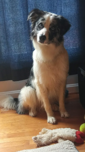 Pet Supply Store «Pet Supplies Plus», reviews and photos, 20020 Ashbrook Commons Plaza #150, Ashburn, VA 20147, USA