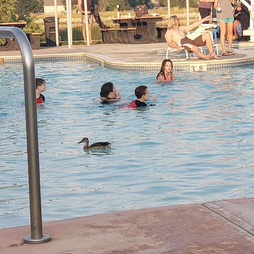 Public Swimming Pool «Bay Aquatic Ctr», reviews and photos, 250 Spader Way, Broomfield, CO 80020, USA