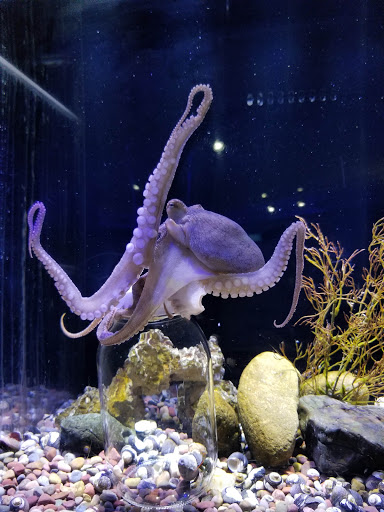 Aquarium «Central Coast Aquarium», reviews and photos, 50 San Juan St, Avila Beach, CA 93424, USA