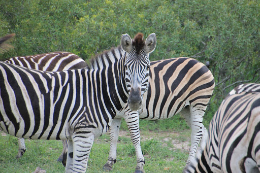 Zoo «Central Florida Zoo & Botanical Gardens», reviews and photos, 3755 NW Hwy 17-92, Sanford, FL 32771, USA