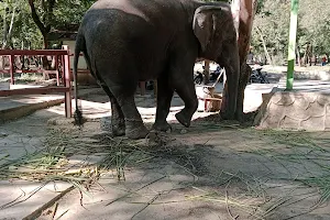 Mandalay Zoo image