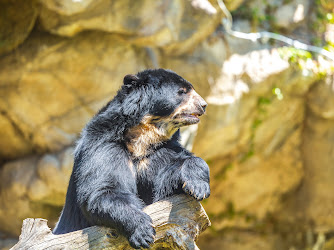 Andean Bear Exhibit