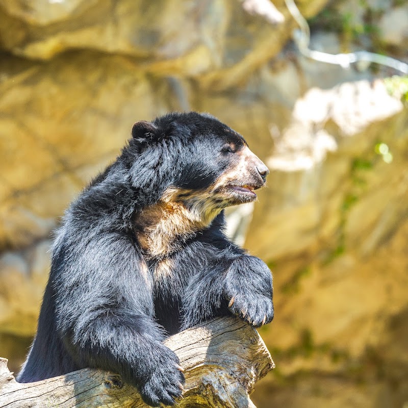 Andean Bear Exhibit