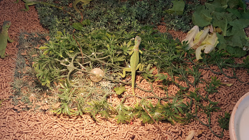 Pet Store «Pet City», reviews and photos, 14718 Whittier Blvd, Whittier, CA 90605, USA