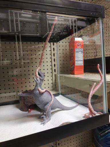 Pet Store «Pet Malls», reviews and photos, 11691 Boyette Rd, Riverview, FL 33569, USA