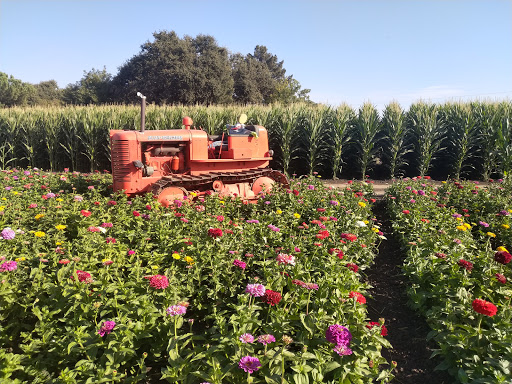 Pumpkin Patch «Spina Farms», reviews and photos, Santa Teresa Blvd, Morgan Hill, CA 95037, USA