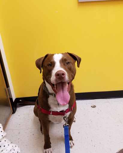 Pet Supply Store «PetSmart», reviews and photos, 350 Walt Whitman Rd, Huntington Station, NY 11746, USA