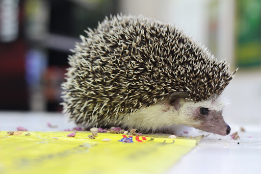 Pet Store «Pet Central», reviews and photos, 1200 Smallhouse Rd, Bowling Green, KY 42104, USA