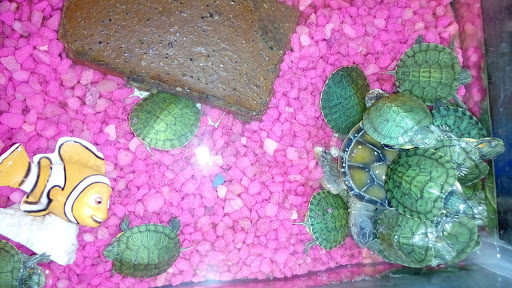 Pet Store «Hillcrest Farms Pet Shop», reviews and photos, 629 S Broadway St, McComb, MS 39648, USA