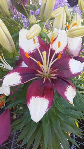 Home Improvement Store «The Home Depot», reviews and photos, 514 E Main St, Westfield, MA 01085, USA