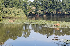 Wollaton Park Lake