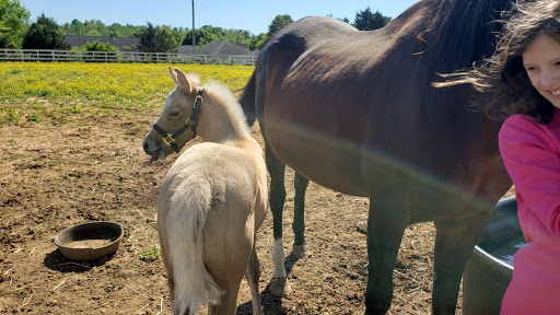 Horse trainer Winston-Salem