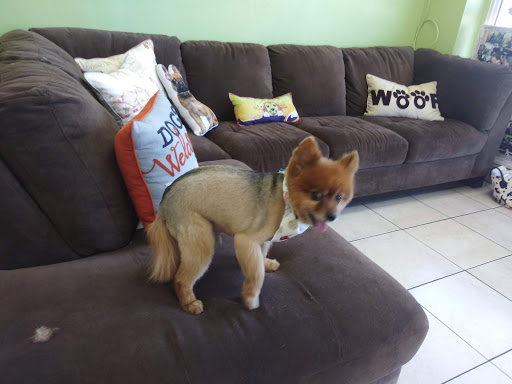 Pet Groomer «Mario`s Pet Grooming & Boutique», reviews and photos, 708 SE 17th St, Fort Lauderdale, FL 33316, USA