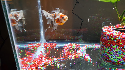 Tropical Fish Store «Sunset Pet & Supplies», reviews and photos, 1373 Sunset Blvd, Los Angeles, CA 90026, USA