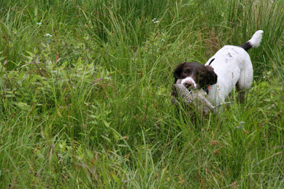 Kennoway Kennels English Springer Spaniels