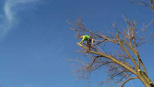 JT Tree Service and Removal LLC