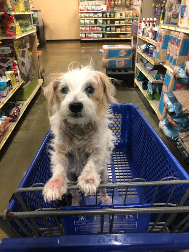 Pet Supply Store «PetSmart», reviews and photos, 1072 Bullsboro Dr, Newnan, GA 30265, USA