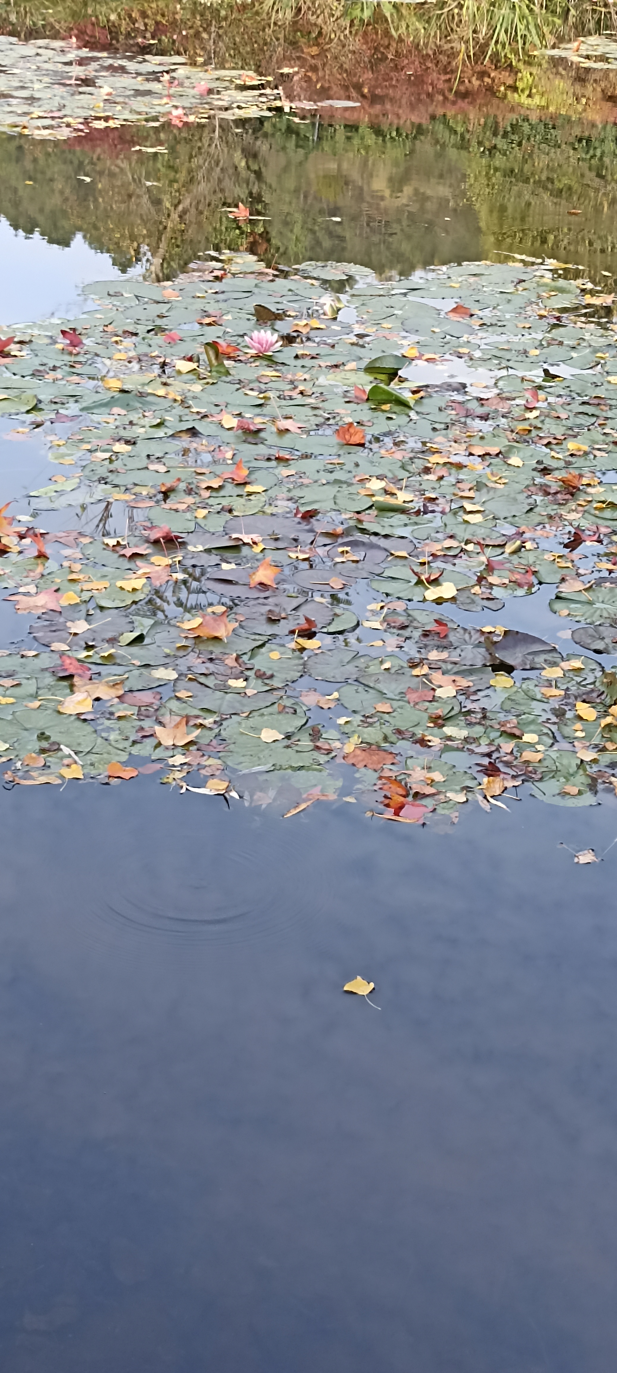 Photo n° 2 de l'avis de Verginia.H fait le 01/11/2022 à 18:08