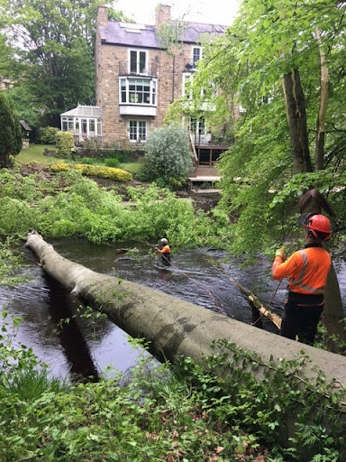 Lewis Tree Surgery